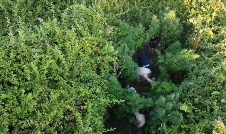 Bahçede Hint keneviri yetiştiren 6 şüpheli yakalandı