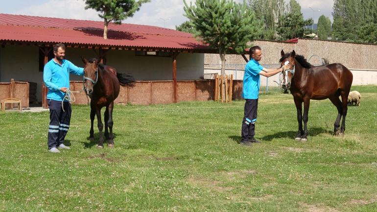 Erzurum faytonla olaylı vedalaştı