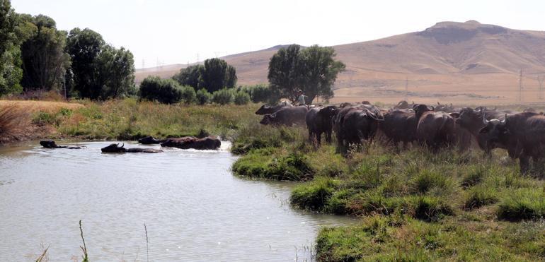 Kadın çiftçi kredisiyle 10 manda alıp, 2 yılda süt işletmesi kurdu