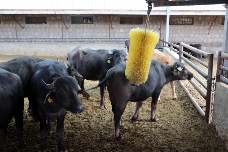 Kadın çiftçi kredisiyle 10 manda alıp, 2 yılda süt işletmesi kurdu