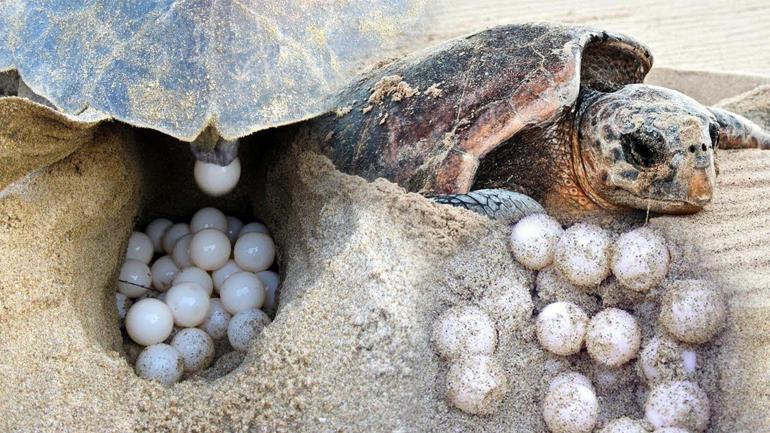 İztuzu Plajında caretta yuva sayısı 700e ulaştı