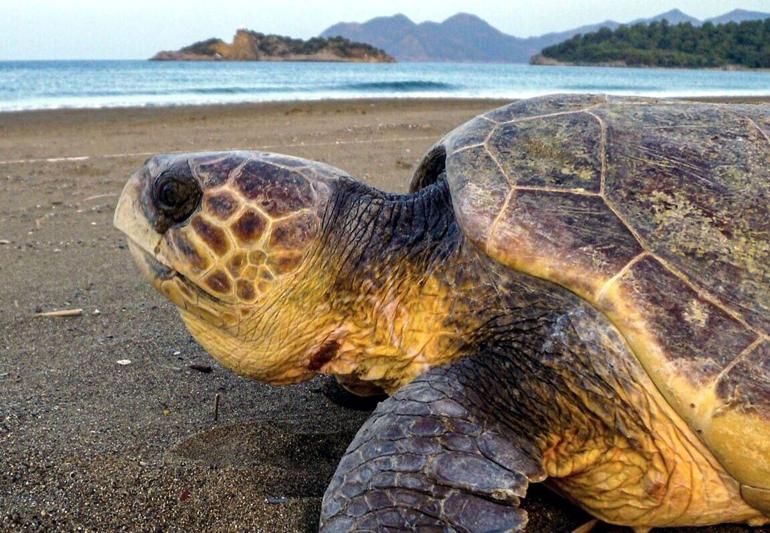 İztuzu Plajında caretta yuva sayısı 700e ulaştı