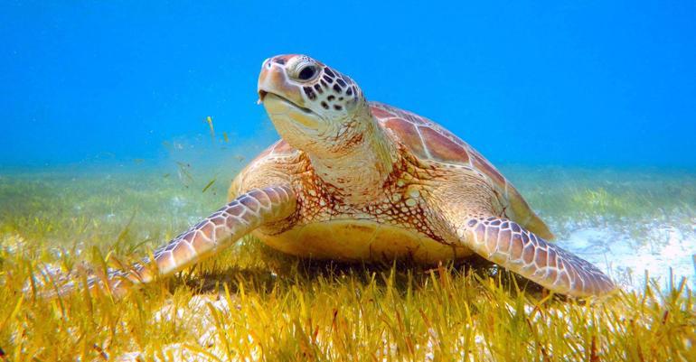 İztuzu Plajında caretta yuva sayısı 700e ulaştı