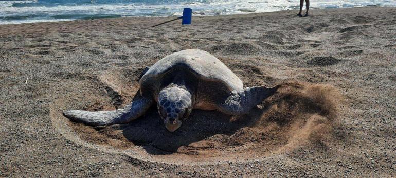 İztuzu Plajında caretta yuva sayısı 700e ulaştı