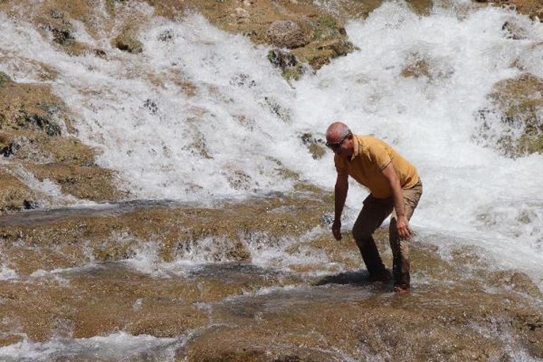 Yumurtalarını bırakmak için göçe başlayan binlerce sazana beton engeli