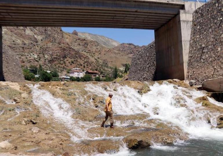 Yumurtalarını bırakmak için göçe başlayan binlerce sazana beton engeli