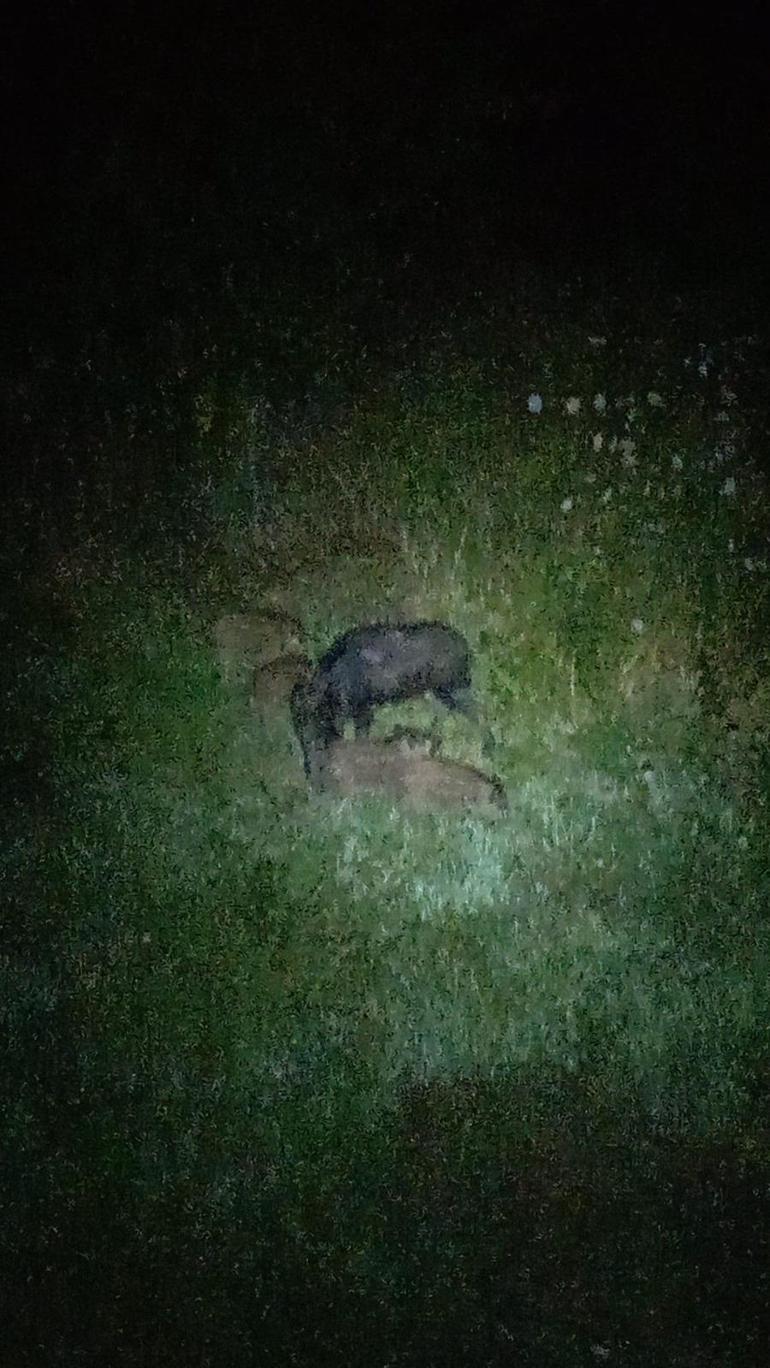 Domuz sürüsü bahçeye girdi ürünleri yedi