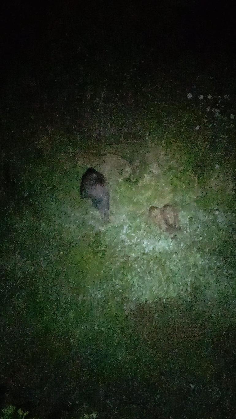 Domuz sürüsü bahçeye girdi ürünleri yedi