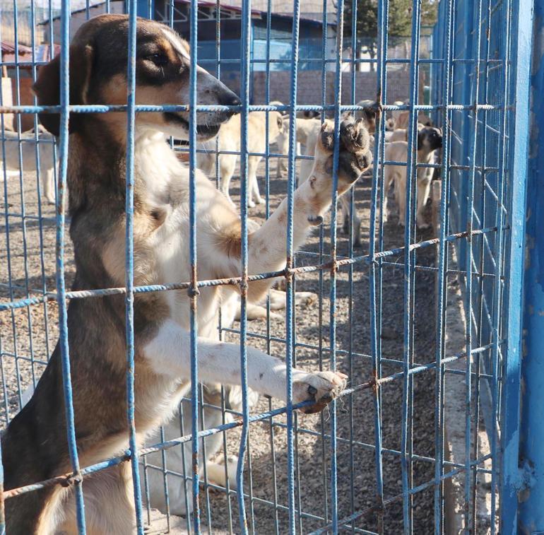 Prof. Dr. Çoban: Yılda 250 bin kişi kuduz şüphesiyle aşılanıyor