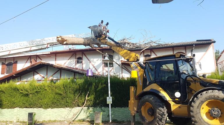 Asırlık çınar ağacı villanın çatısına devrildi