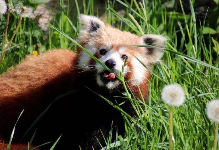 Nesli tükenmekte olan kızıl panda nüfusuna ikiz yavru katıldı