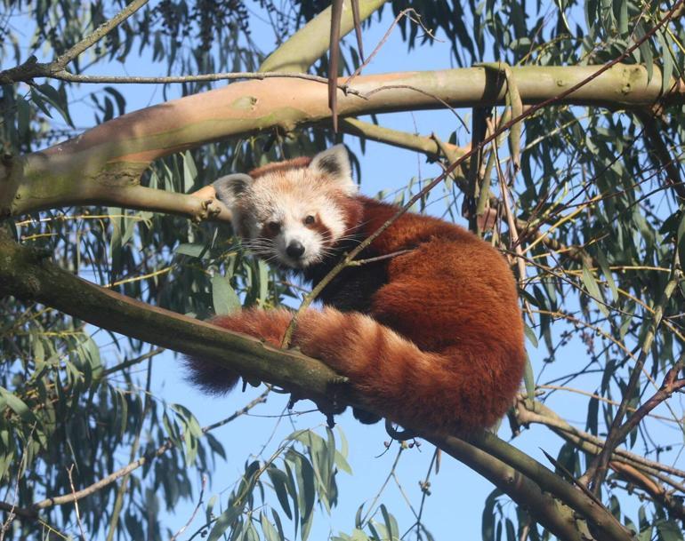 Nesli tükenmekte olan kızıl panda nüfusuna ikiz yavru katıldı