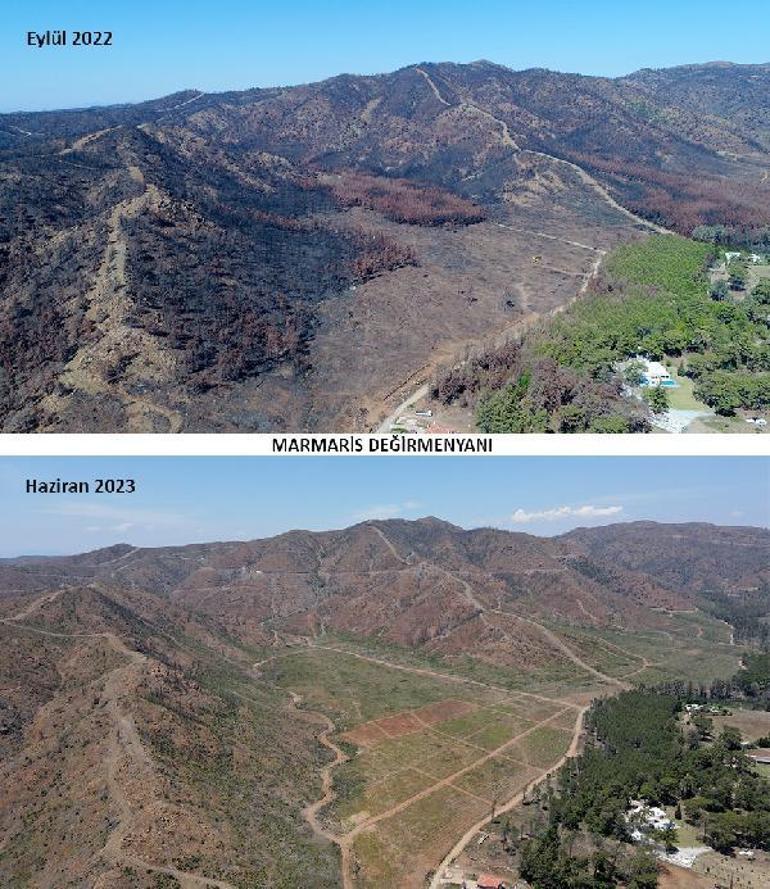 Marmariste yanan ormanlar 1 yılda yeşile döndü