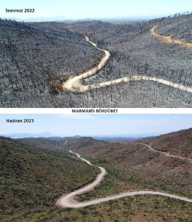 Marmariste yanan ormanlar 1 yılda yeşile döndü