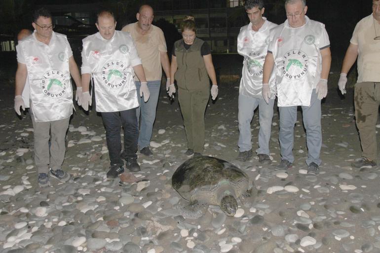 Tedavisi tamamlanan 2 deniz kaplumbağası denizle buluşturuldu