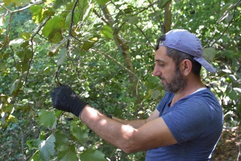 Orduda erken fındık hasadı