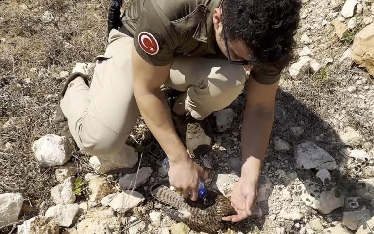 Sıcakta bitkin düşen kerkenez kuşuna polisten müdahale