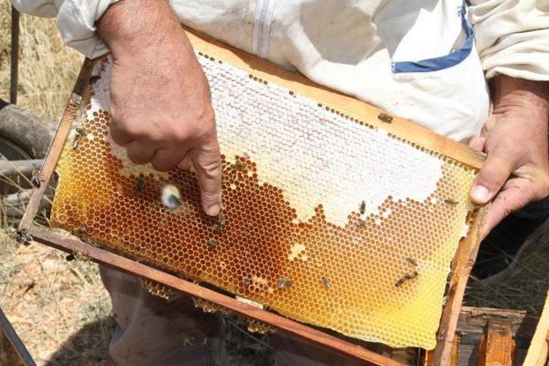 Araştırma enstitüsü, Torosların eteklerinde 2,5 ton bal üretti