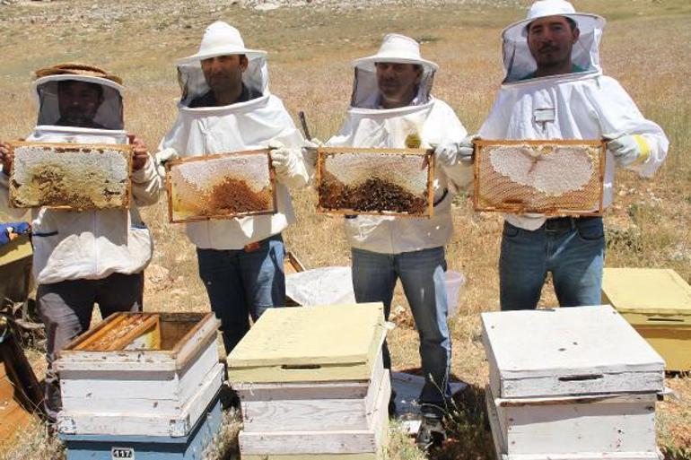 Araştırma enstitüsü, Torosların eteklerinde 2,5 ton bal üretti