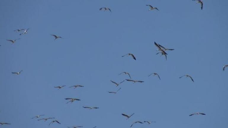 İngilterede araştırmalarda bulunan Prof.Dr. Hüseyin Yılmazdan göçmen kuş uyarısı