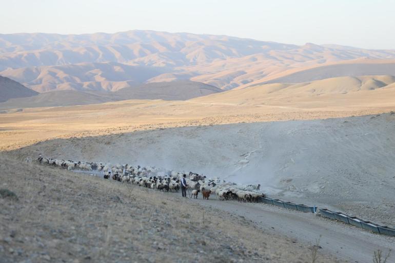 Vanda koyun sürüleri için yaylalara tanker ile su taşınıyor
