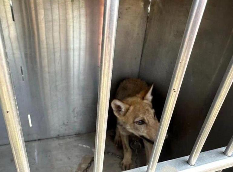 Yavru kurdu sosyal medyada satışa çıkaran kişiye 14 bin 386 lira ceza