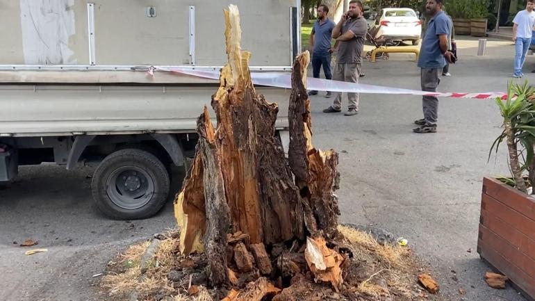 Fatihte kamyonetin üzerine ağaç devrildi: O anlar kamerada