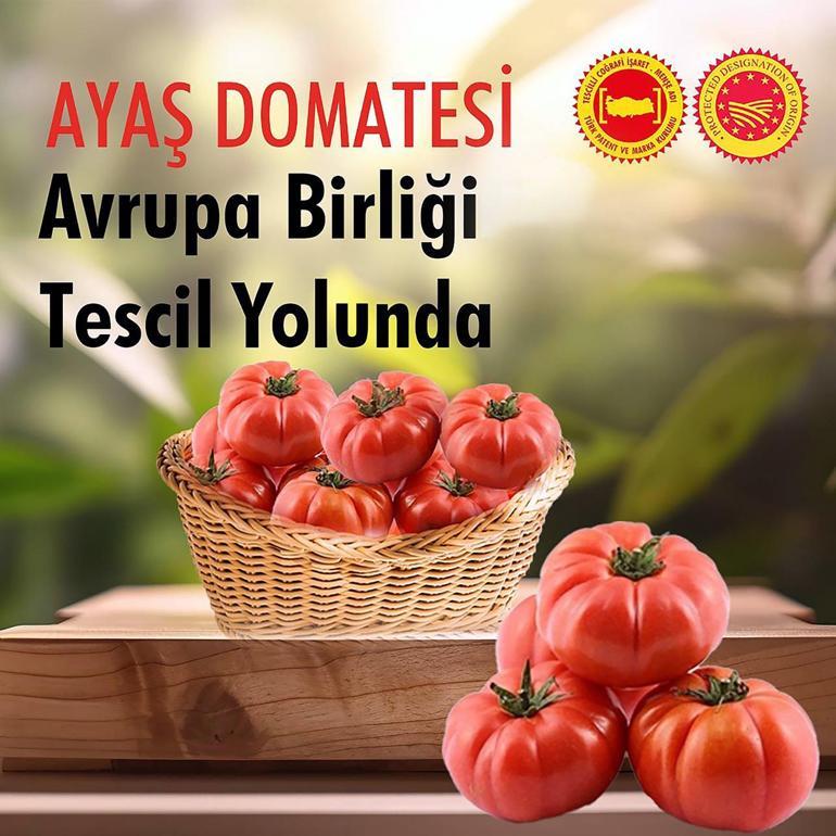 Ayaş domatesi, AB tescili için son aşamada