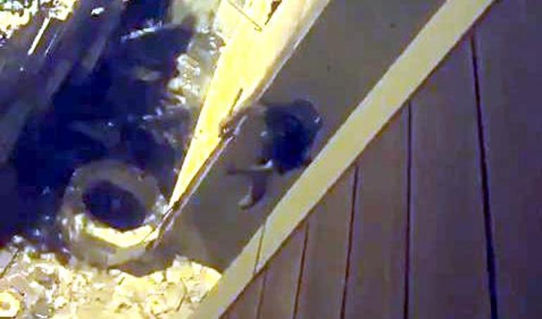 Avcılarda duvara tırmanan hırsız internet kablolarını çalarken yakalandı