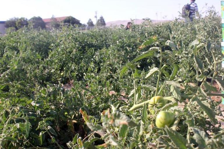 İlçe belediyesinin ürettiği sebze ve meyve halka kilosu 1 liradan satışa sunuldu