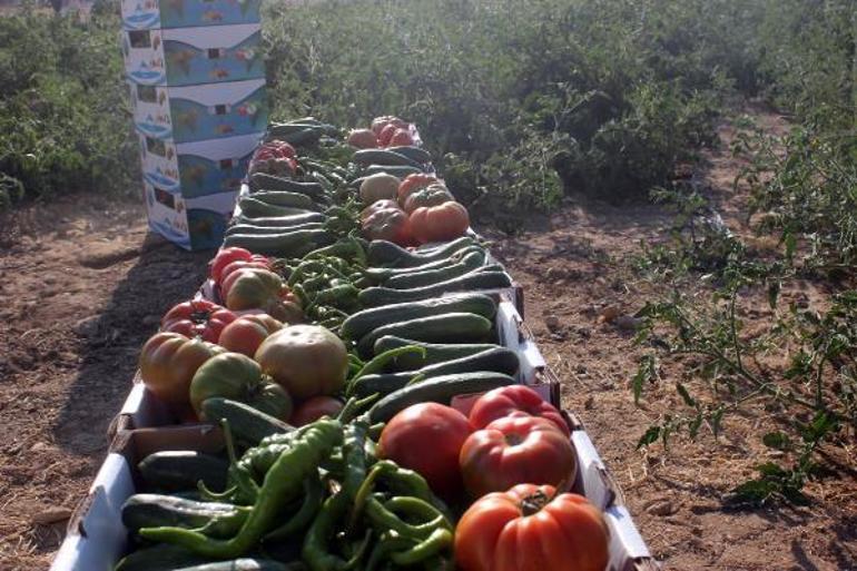 İlçe belediyesinin ürettiği sebze ve meyve halka kilosu 1 liradan satışa sunuldu