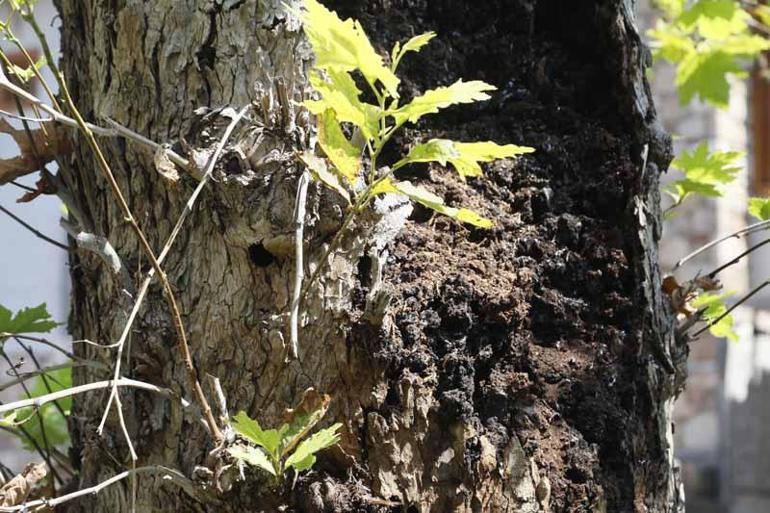 Ağaçtaki deliklerin nedeni kurşun değil, böcek