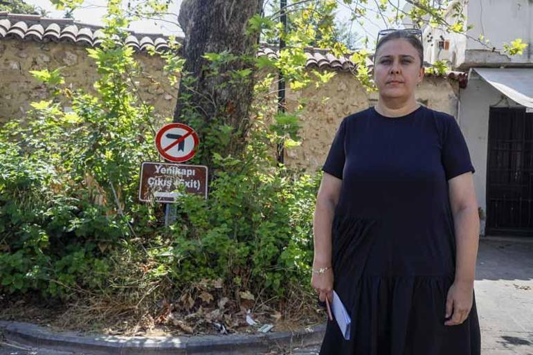 Ağaçtaki deliklerin nedeni kurşun değil, böcek