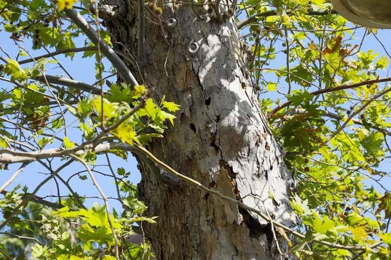 Ağaçtaki deliklerin nedeni kurşun değil, böcek