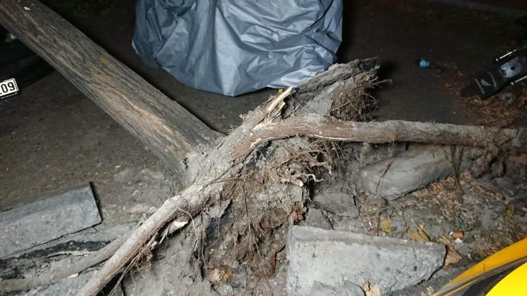 Ankarada kuvvetli rüzgar; ağaçlar devrildi, çatılar uçtu