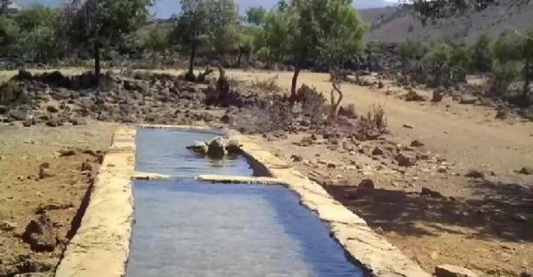 Amanosta, havuzda su içip serinleyen yaban hayvanları kamerada