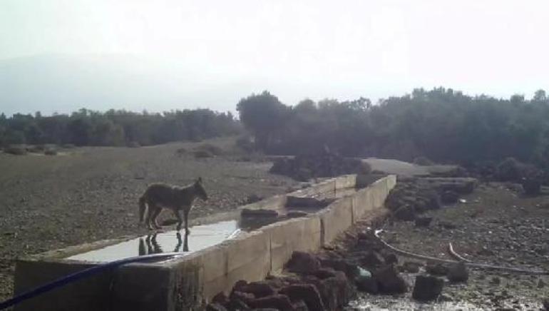 Amanosta, havuzda su içip serinleyen yaban hayvanları kamerada