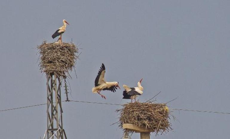 4 bin kilometrelik göçte kuraklık nedeniyle her 5 yavrudan en fazla 2si hayatta kalabilir