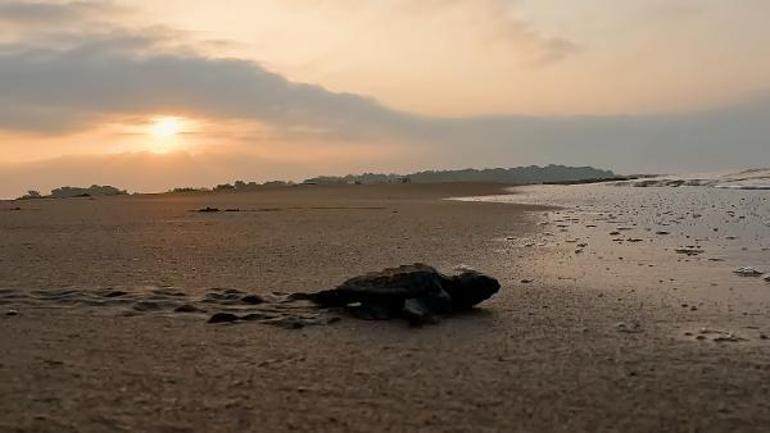 Deniz kaplumbağaları için korumaya alınan yuva sayısı, 2 bin 551e ulaştı