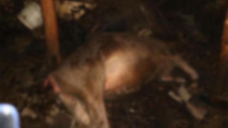 Hakkaride ahır yangını; 7 büyükbaş öldü