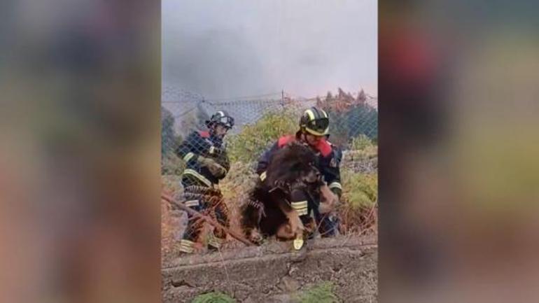 Tenerife orman yangınlarında 13 bin kişi tahliye edildi