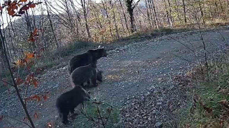 Ayıların doğal yaşamı fotokapana yansıdı