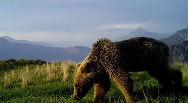 Ayıların doğal yaşamı fotokapana yansıdı