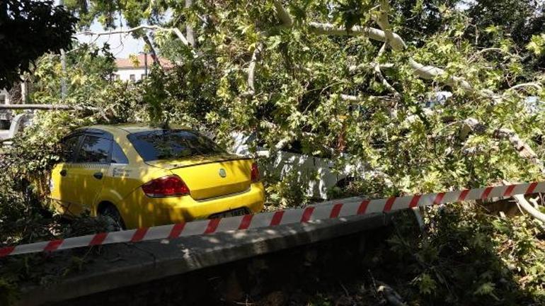 2 asırlık çınar ağacının kırılan dalları, 5 aracın üzerine düştü