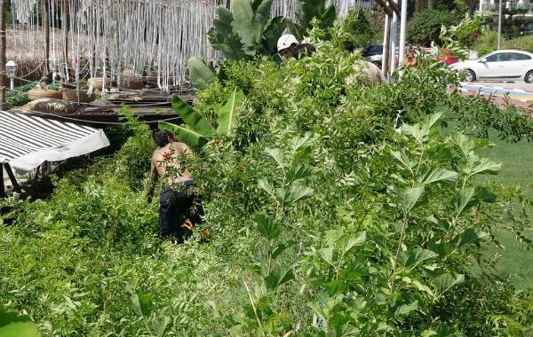 Polise zor anlar yaşattı, üstüne çıktığı şemsiye tentesi yırtılınca yakalandı