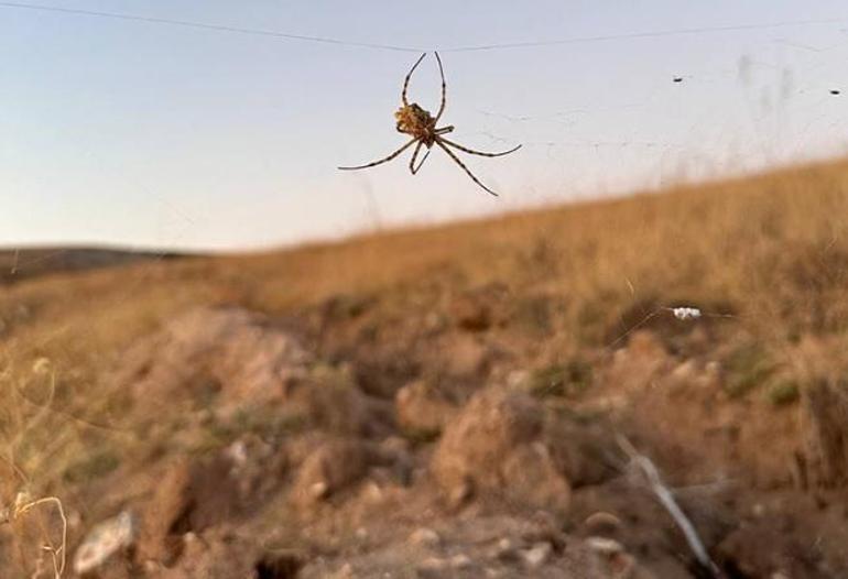 Dünyanın en zehirli örümceklerinden argiope lobata, Kırşehirde görüldü