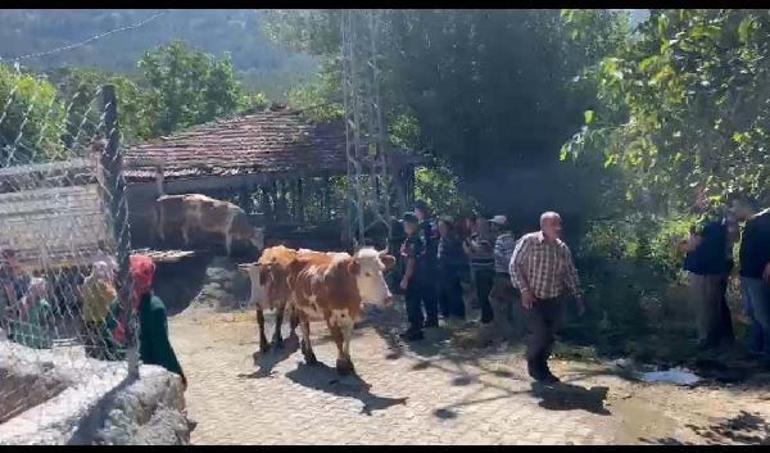 Çankırıda çoban, 25 büyükbaşı satıp kaçtı