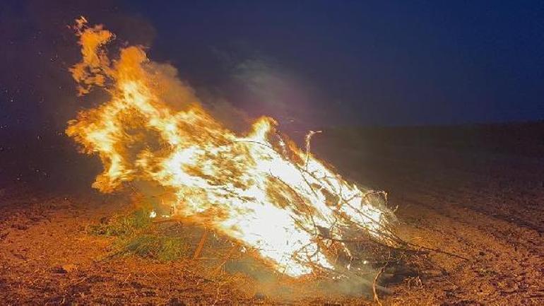 Dronlu denetimde mısır tarlasına ekili 160 bin kök Hint keneviri ele geçirildi