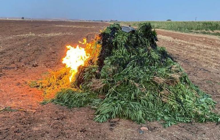 Dronlu denetimde mısır tarlasına ekili 160 bin kök Hint keneviri ele geçirildi