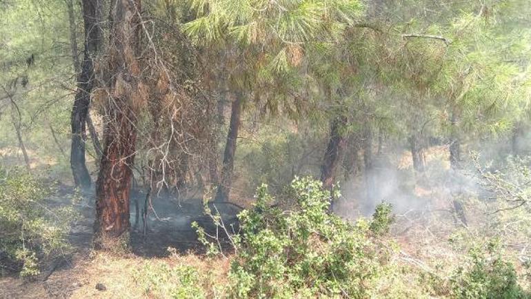 Adanada 4 dönüm kızılçam ormanı yandı